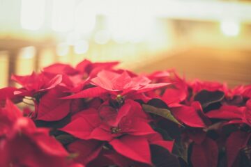 Christmas Poinsettia